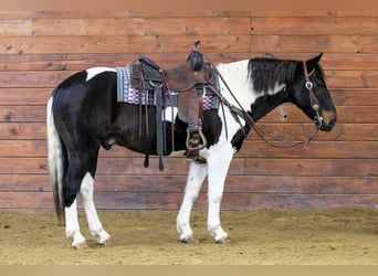 American Paint Horse, Caballo castrado, 8 años, 150 cm, Tobiano-todas las-capas