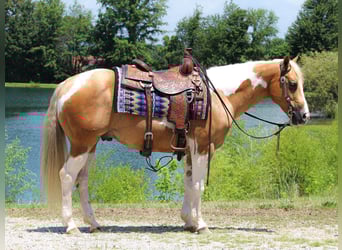 American Paint Horse, Caballo castrado, 8 años, 150 cm, Tobiano-todas las-capas