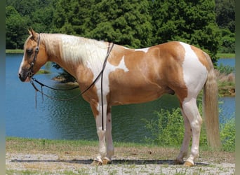 American Paint Horse, Caballo castrado, 8 años, 150 cm, Tobiano-todas las-capas