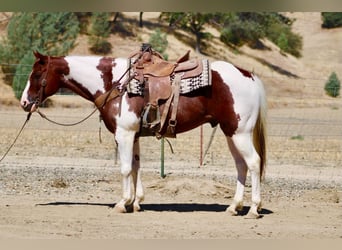 American Paint Horse, Caballo castrado, 8 años, 152 cm, Tobiano-todas las-capas