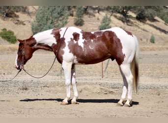 American Paint Horse, Caballo castrado, 8 años, 152 cm, Tobiano-todas las-capas