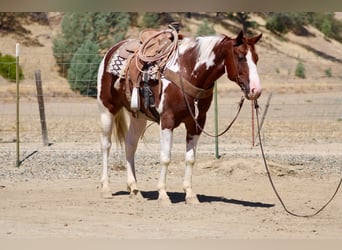 American Paint Horse, Caballo castrado, 8 años, 152 cm, Tobiano-todas las-capas