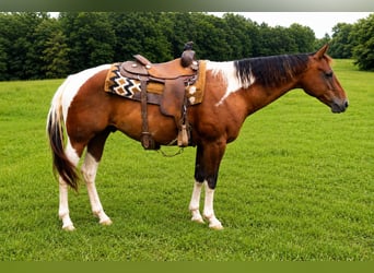 American Paint Horse, Caballo castrado, 8 años, 152 cm, Tobiano-todas las-capas