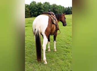 American Paint Horse, Caballo castrado, 8 años, 152 cm, Tobiano-todas las-capas