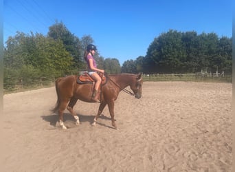 American Paint Horse, Caballo castrado, 8 años, 154 cm, Castaño rojizo