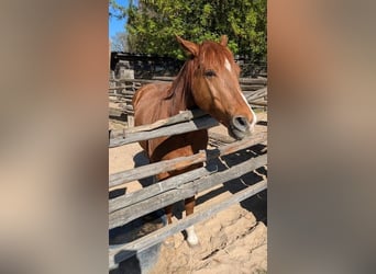American Paint Horse, Caballo castrado, 8 años, 155 cm, Alazán