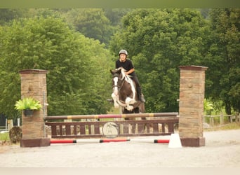 American Paint Horse, Caballo castrado, 8 años, 155 cm, Pío