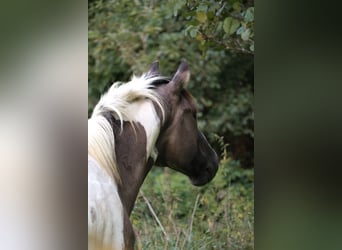 American Paint Horse, Caballo castrado, 8 años, 157 cm, Grullo