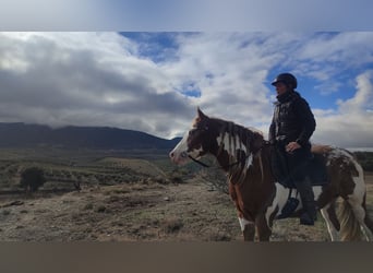 American Paint Horse, Caballo castrado, 8 años, 160 cm, Pío