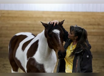 American Paint Horse, Caballo castrado, 8 años, 160 cm, Pío