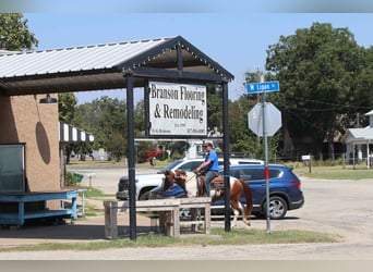 American Paint Horse, Caballo castrado, 8 años, Alazán-tostado