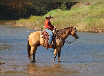 American Paint Horse, Caballo castrado, 8 años, Buckskin/Bayo