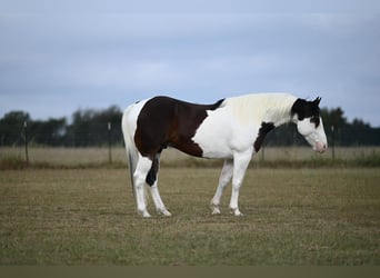 American Paint Horse, Caballo castrado, 8 años, Tobiano-todas las-capas