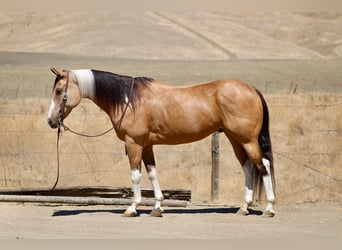 American Paint Horse, Caballo castrado, 8 años, Tobiano-todas las-capas