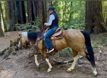 American Paint Horse, Caballo castrado, 8 años, Tobiano-todas las-capas