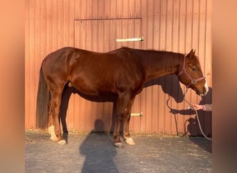 American Paint Horse, Caballo castrado, 9 años, 147 cm, Alazán
