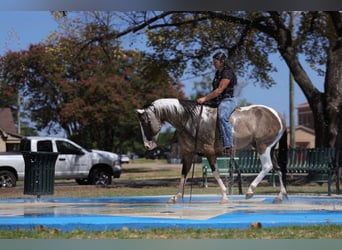 American Paint Horse, Caballo castrado, 9 años, 152 cm, Pío
