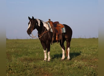 American Paint Horse, Caballo castrado, 9 años, 152 cm, Pío