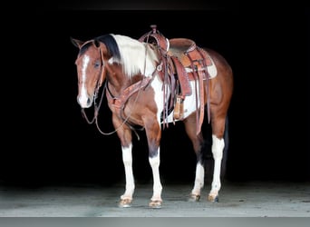 American Paint Horse, Caballo castrado, 9 años, 152 cm, Pío