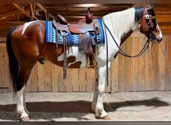 American Paint Horse, Caballo castrado, 9 años, 152 cm, Tobiano-todas las-capas