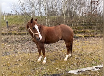 American Paint Horse, Caballo castrado, 9 años, 154 cm, Alazán