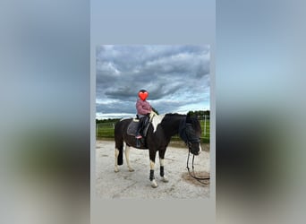 American Paint Horse, Caballo castrado, 9 años, 156 cm, Tobiano-todas las-capas