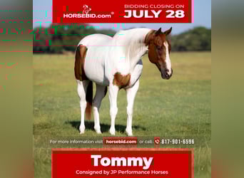 American Paint Horse, Caballo castrado, 9 años, 160 cm, Alazán rojizo