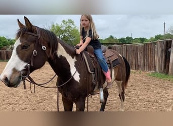 American Paint Horse, Caballo castrado, 9 años, 160 cm, Tobiano-todas las-capas
