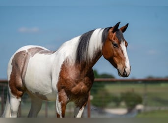 American Paint Horse, Caballo castrado, 9 años, Pío
