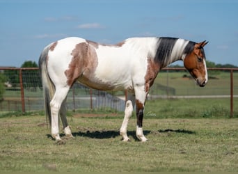 American Paint Horse, Caballo castrado, 9 años, Pío