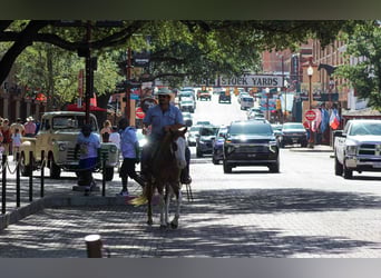 American Paint Horse, Caballo castrado, 9 años, Ruano alazán