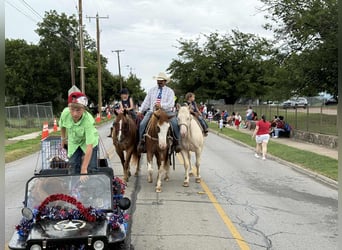 American Paint Horse, Caballo castrado, 9 años, Ruano alazán