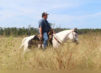 American Paint Horse, Caballo castrado, 9 años, Tovero-todas las-capas