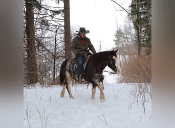 American Paint Horse, Castrone, 10 Anni, 145 cm, Roano blu