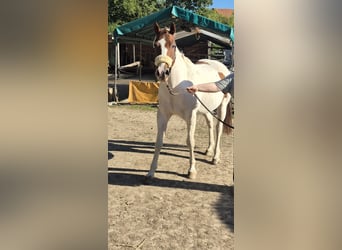 American Paint Horse, Castrone, 10 Anni, 152 cm, Tobiano-tutti i colori