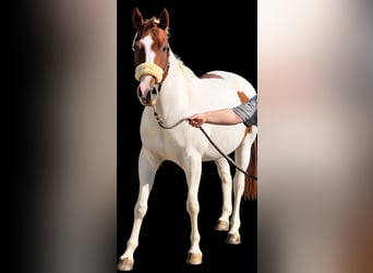 American Paint Horse, Castrone, 10 Anni, 152 cm, Tobiano-tutti i colori