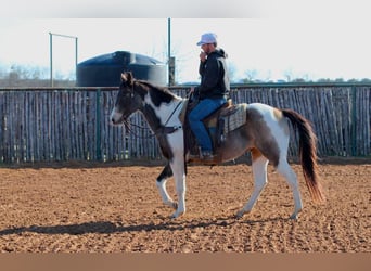 American Paint Horse, Castrone, 10 Anni, 155 cm, Tobiano-tutti i colori