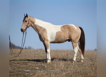 American Paint Horse, Castrone, 10 Anni, 160 cm, Pelle di daino