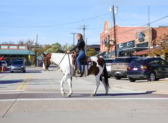 American Paint Horse Mix, Castrone, 10 Anni, 160 cm, Pezzato