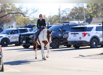 American Paint Horse Mix, Castrone, 10 Anni, 160 cm, Pezzato