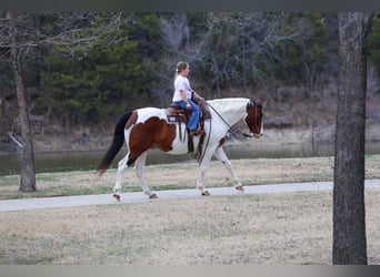 American Paint Horse Mix, Castrone, 10 Anni, 160 cm, Pezzato