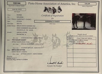 American Paint Horse, Castrone, 10 Anni, 163 cm, Sauro scuro