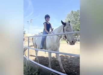 American Paint Horse, Castrone, 10 Anni, 165 cm, Bianco