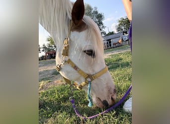 American Paint Horse, Castrone, 10 Anni, 165 cm, Bianco