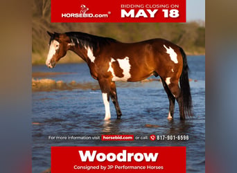 American Paint Horse, Castrone, 10 Anni, Pezzato