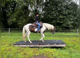 American Paint Horse, Castrone, 10 Anni, Pezzato