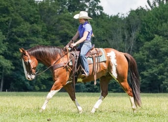 American Paint Horse, Castrone, 10 Anni, Pezzato