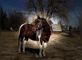 American Paint Horse, Castrone, 11 Anni, 142 cm, Tobiano-tutti i colori