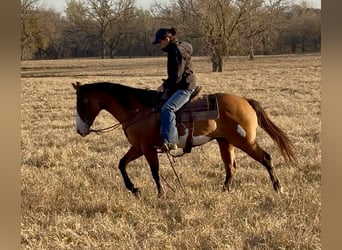 American Paint Horse, Castrone, 11 Anni, 147 cm