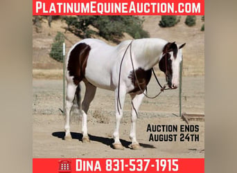American Paint Horse, Castrone, 11 Anni, 150 cm, Tobiano-tutti i colori
